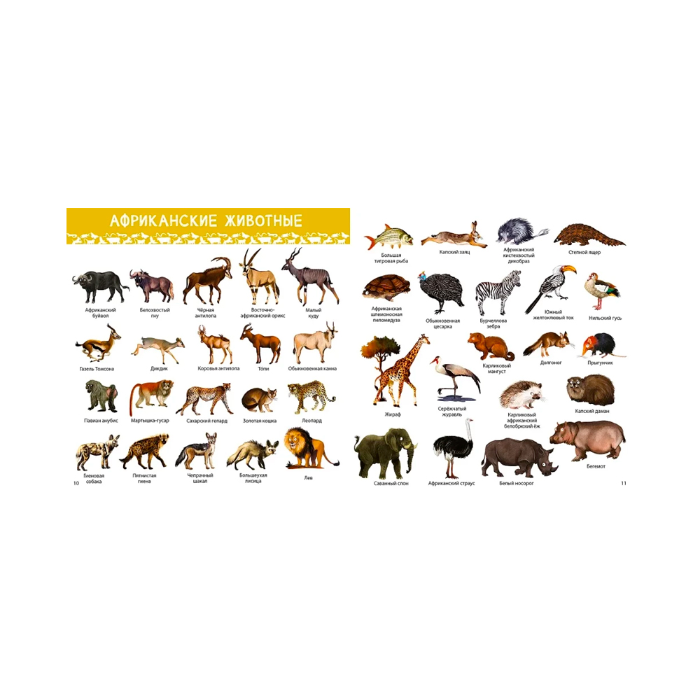 1000 картинок. Животные Мира Clever — изображение 2