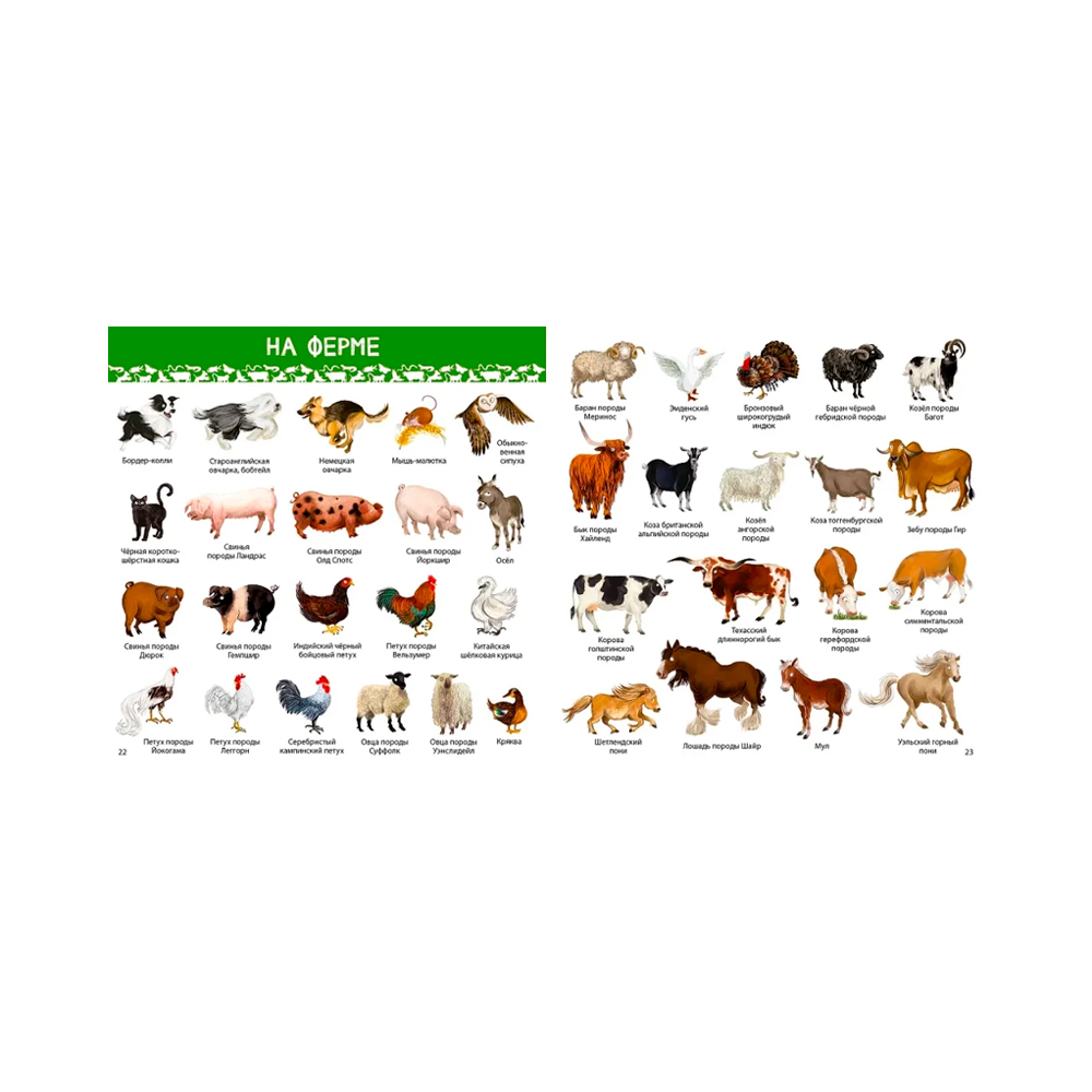 1000 картинок. Животные Мира Clever — изображение 3