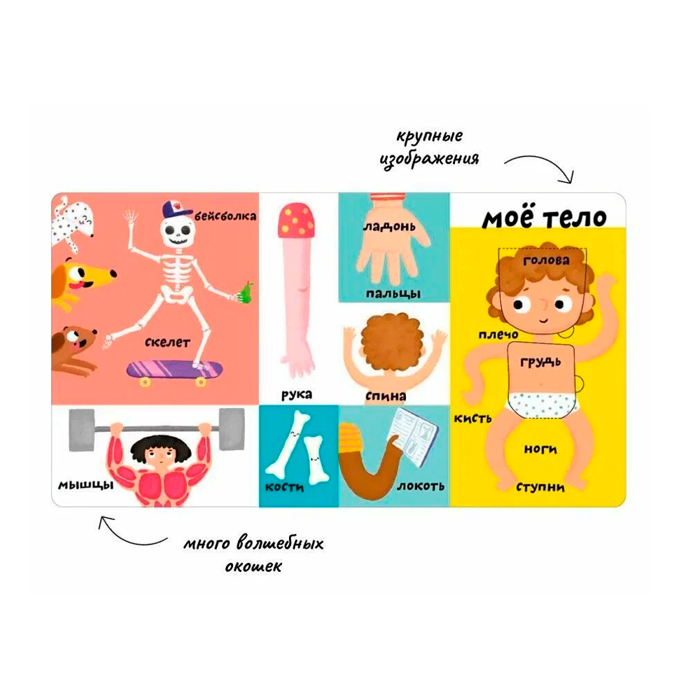 Мои первые 100 слов с окошками. Моё тело Clever — изображение 3