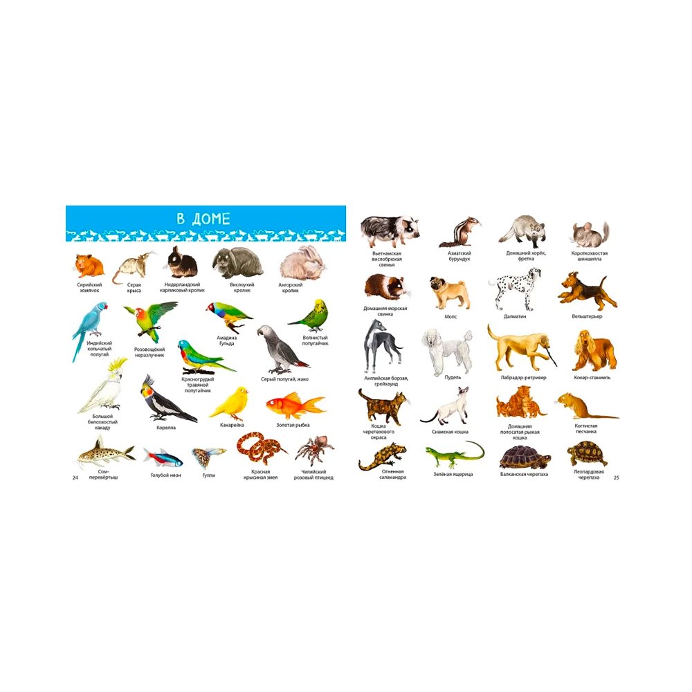 1000 картинок. Животные Мира Clever — изображение 4